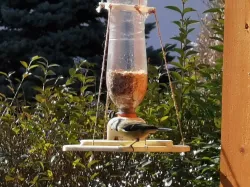 Bird Feeder