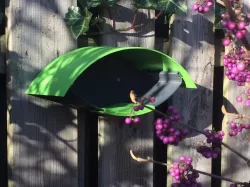 bird feeder