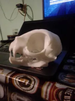 cat skull