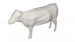 Cow