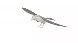 Crow