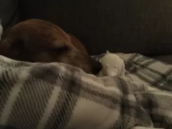 Dachshund / Weenier Dog