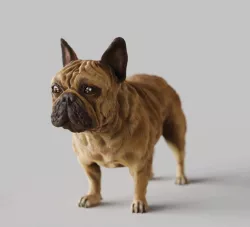 French Bulldog,Frenchie - STL & VRML COLOR FORMAT !- DOG BREED - SITTING POSE - 3D PRINT MODEL