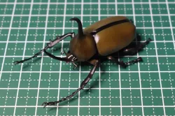 Golofa eacus