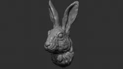Hare head