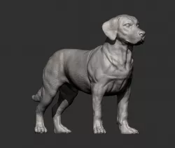 Labrador 3D print model