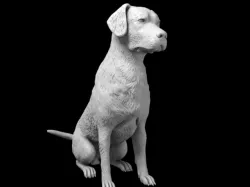 Labrador