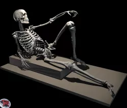 Male and Female Poseable Skeleton