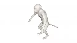 Monkey