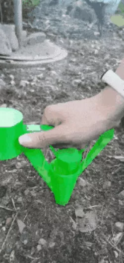 Plant Seeds