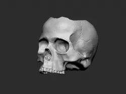 Skull pot