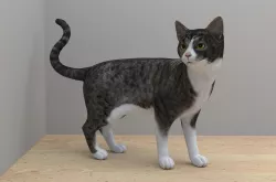 White-Gray Cat