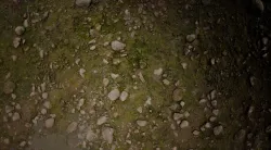 Woodland Terrain PBR Texture