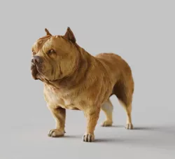 American Bulldog - STL & VRML COLOR FORMAT !- DOG BREED - SITTING POSE - 3D PRINT MODEL