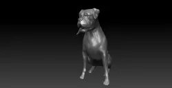 Boxer Dog