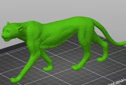 Cheetah