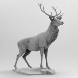 deer