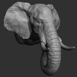 Elephant head