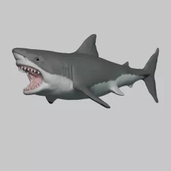 Great White Shark