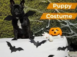 Halloween Puppy Costume