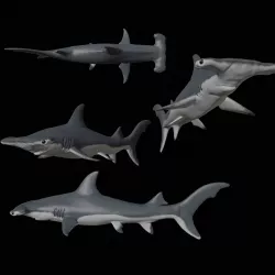 Hammerhead Shark