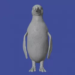Humboldt penguin