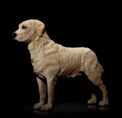 Labrador Retriever- STL & VRML COLOR FORMAT !- DOG BREED - SITTING POSE - 3D PRINT MODEL