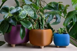 pot