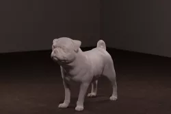 Pug Dog