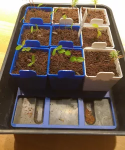 Seedling farm