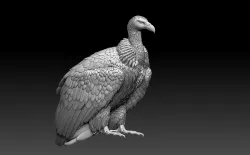 vulture 3D print model