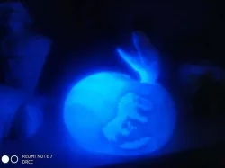 Baby dinosaur in egg