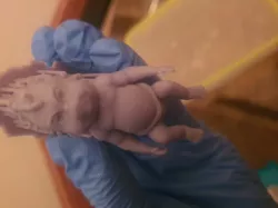 Baby grinch
