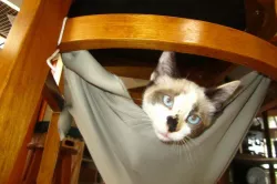 Cat Hammock