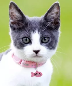 Cat tag / Cat tag
