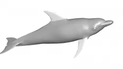 DOLPHIN 3d model