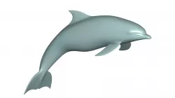 DOLPHIN 3d model