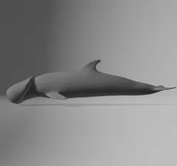 dolphin dick