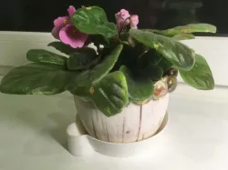 flower pot saucer