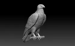 hawk