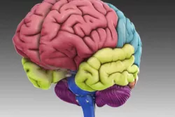 Human Brain