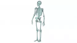 Human Skeleton