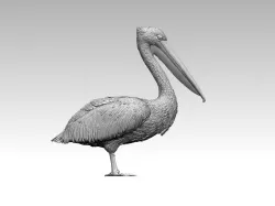 pelican