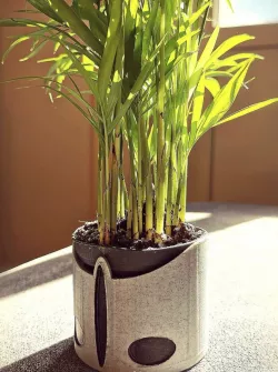 Plant vase