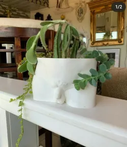 Pot the David