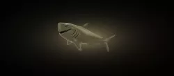 Shark