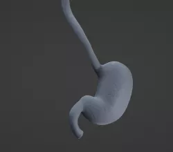 Stomach