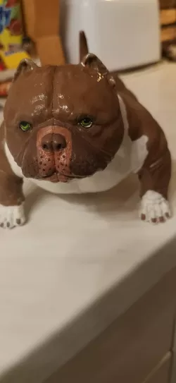 American Pitbull