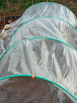 Clips garden tunnel greenhouse
