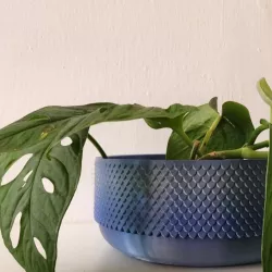 Dragon/Fish Scales Pattern Planter